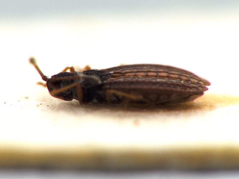 Campylosteira orientalis Horváth, 1881